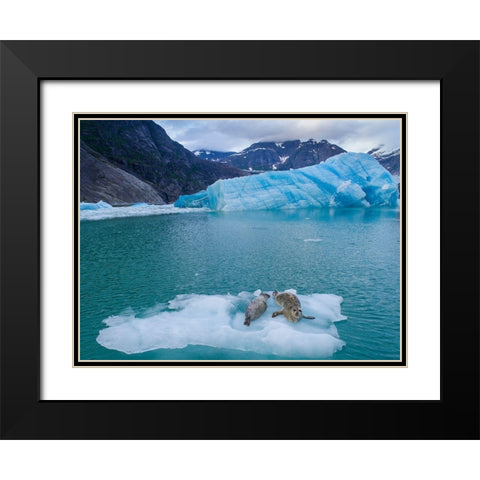 Alaska-Leconte Bay-Aerial view of Harbor Seal and pup resting on iceberg calved from LeConte Glacier Black Modern Wood Framed Art Print with Double Matting by Souders, Paul