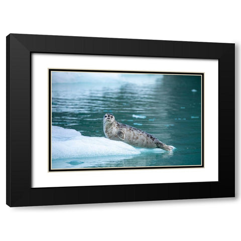 Alaska-Leconte Bay-Harbor Seal pup resting on iceberg calved from LeConte Glacier east of Petersburg Black Modern Wood Framed Art Print with Double Matting by Souders, Paul