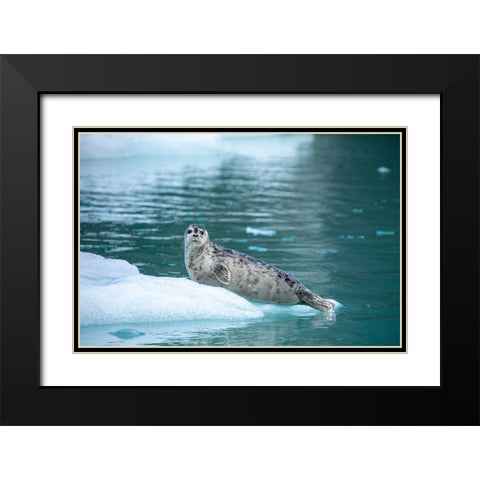 Alaska-Leconte Bay-Harbor Seal pup resting on iceberg calved from LeConte Glacier east of Petersburg Black Modern Wood Framed Art Print with Double Matting by Souders, Paul