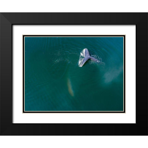 Alaska-Aerial view Humpback Whale diving at surface of Frederick Sound  Black Modern Wood Framed Art Print with Double Matting by Souders, Paul