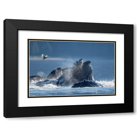Alaska-Seagull hovers above Humpback Whales surfacing as they bubble net feed on herring Black Modern Wood Framed Art Print with Double Matting by Souders, Paul