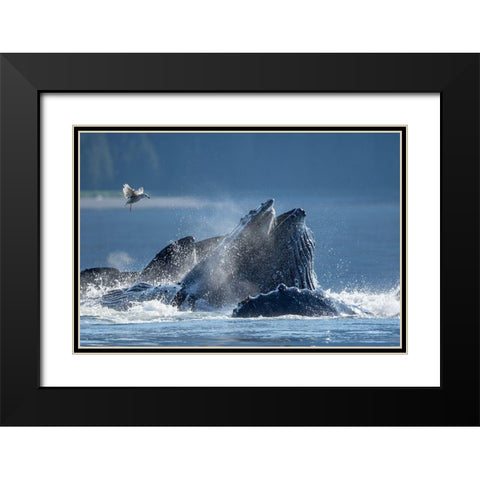 Alaska-Seagull hovers above Humpback Whales surfacing as they bubble net feed on herring Black Modern Wood Framed Art Print with Double Matting by Souders, Paul