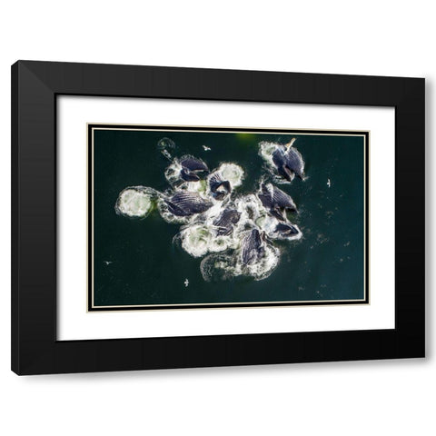 Alaska-Aerial view of Humpback Whales lunging at surface of Frederick Sound while bubble net feeding Black Modern Wood Framed Art Print with Double Matting by Souders, Paul