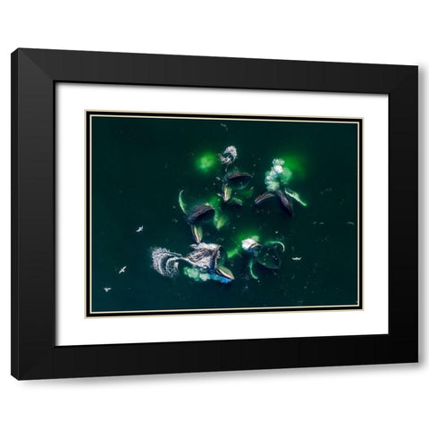 Alaska-Aerial view of Humpback Whales lunging at surface of Frederick Sound while bubble net feeding Black Modern Wood Framed Art Print with Double Matting by Souders, Paul