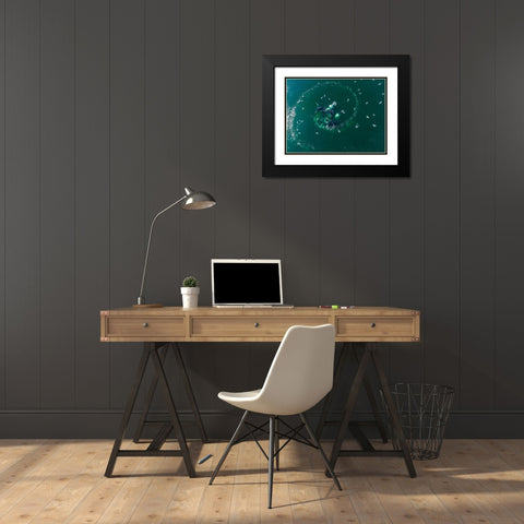 Alaska-Aerial view of Humpback Whales lunging at surface of Frederick Sound while bubble net feeding Black Modern Wood Framed Art Print with Double Matting by Souders, Paul
