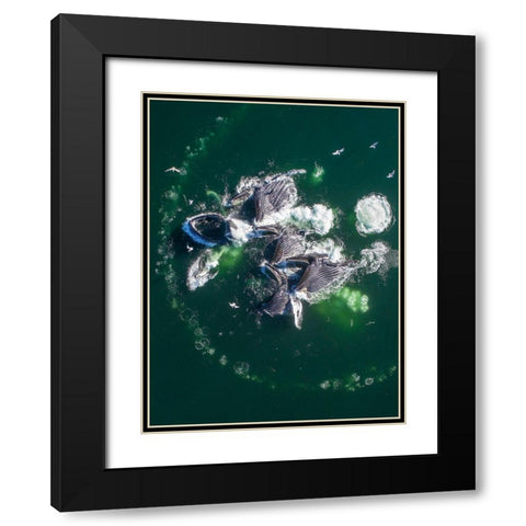 Alaska Humpback Whales lunging at surface of Frederick Sound while bubble net feeding  Black Modern Wood Framed Art Print with Double Matting by Souders, Paul