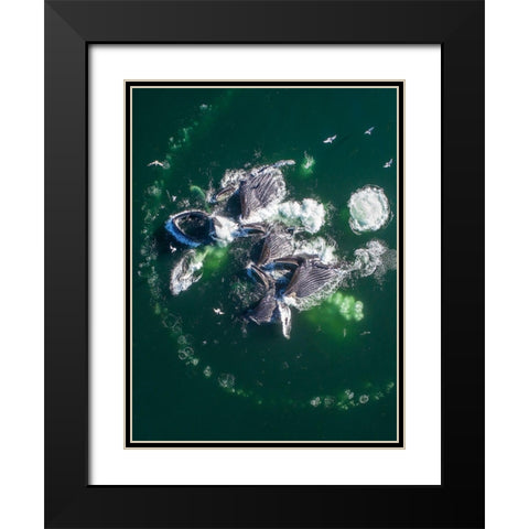 Alaska Humpback Whales lunging at surface of Frederick Sound while bubble net feeding  Black Modern Wood Framed Art Print with Double Matting by Souders, Paul