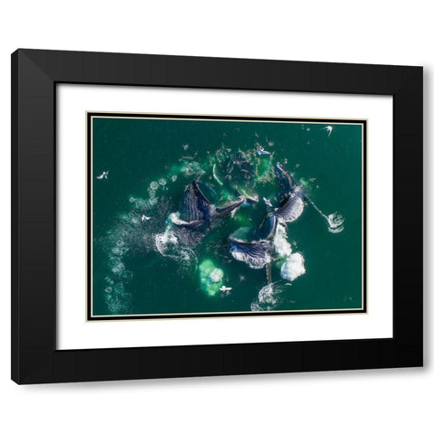 Alaska Humpback Whales lunging at surface of Frederick Sound while bubble net feeding Black Modern Wood Framed Art Print with Double Matting by Souders, Paul