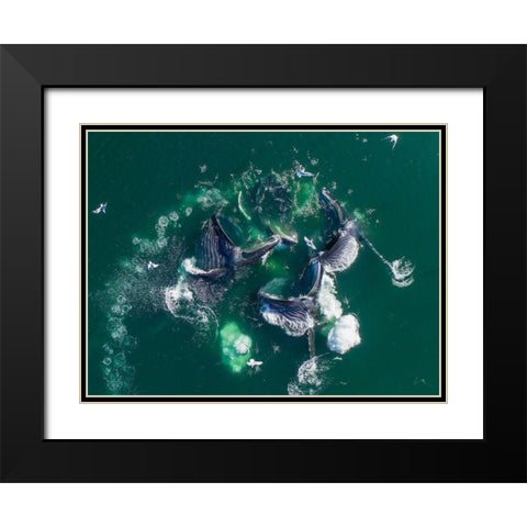 Alaska Humpback Whales lunging at surface of Frederick Sound while bubble net feeding Black Modern Wood Framed Art Print with Double Matting by Souders, Paul
