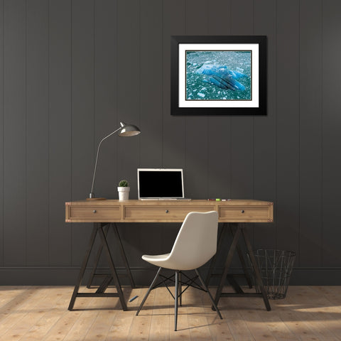 Alaska shattered icebergs floating near calving face of LeConte Glacier east of Petersburg Black Modern Wood Framed Art Print with Double Matting by Souders, Paul