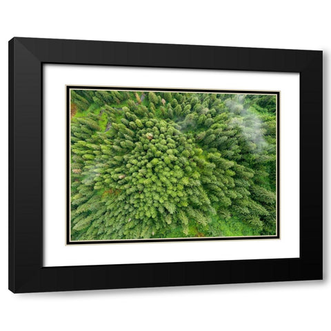 Alaska-Juneau-Taku Harbor State Marine Park- coastal rainforest on steep mountainside Black Modern Wood Framed Art Print with Double Matting by Souders, Paul