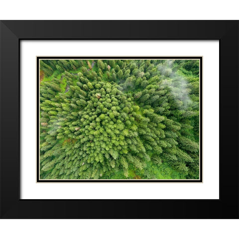 Alaska-Juneau-Taku Harbor State Marine Park- coastal rainforest on steep mountainside Black Modern Wood Framed Art Print with Double Matting by Souders, Paul