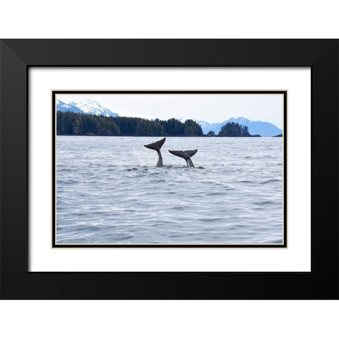 Alaska-Sitka-Sitka Sound killer whales playing in water Black Modern Wood Framed Art Print with Double Matting by PLank, Savanah