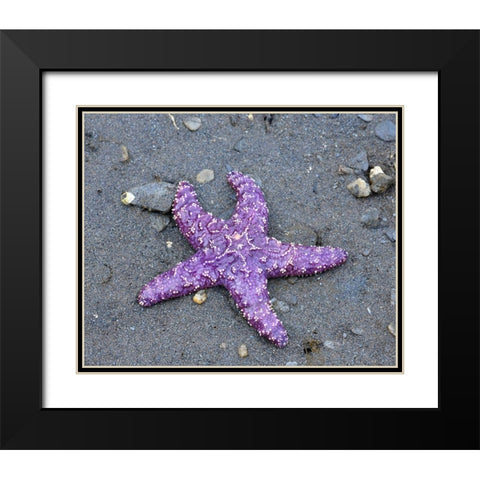 Alaska-Ketchikan-Sea star (Pisaster orchraceus) Black Modern Wood Framed Art Print with Double Matting by PLank, Savanah