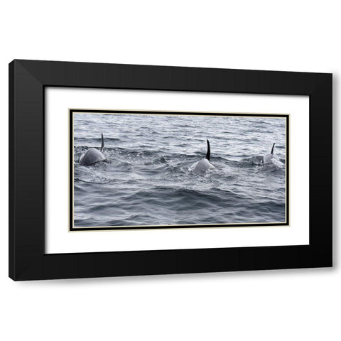 Alaska-Sitka-Sitka Sound killer whales playing in water Black Modern Wood Framed Art Print with Double Matting by PLank, Savanah