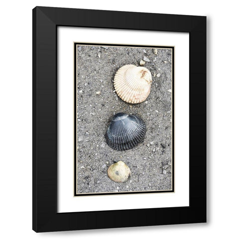 Alaska-Ketchikan-cockle shells on beach Black Modern Wood Framed Art Print with Double Matting by PLank, Savanah