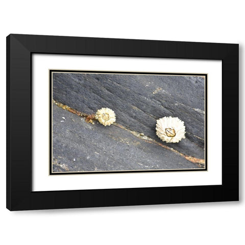 Alaska-Ketchikan-barnacle close-up Black Modern Wood Framed Art Print with Double Matting by PLank, Savanah