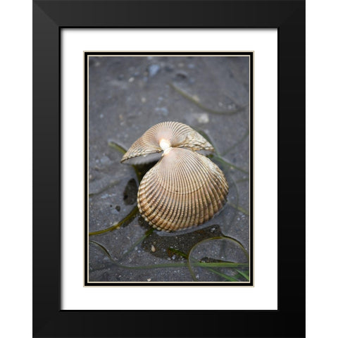 Alaska-Ketchikan-cockle shell on beach Black Modern Wood Framed Art Print with Double Matting by PLank, Savanah