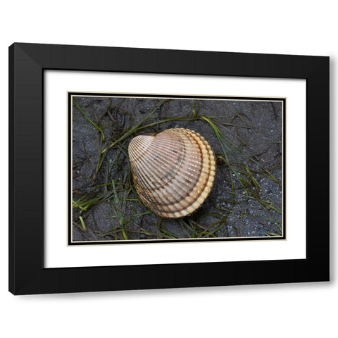 Alaska-Ketchikan-cockle shell on beach Black Modern Wood Framed Art Print with Double Matting by PLank, Savanah