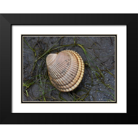Alaska-Ketchikan-cockle shell on beach Black Modern Wood Framed Art Print with Double Matting by PLank, Savanah