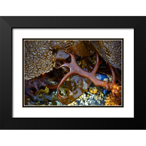 Alaska-Sitka-seaweed detail on beach Black Modern Wood Framed Art Print with Double Matting by PLank, Savanah