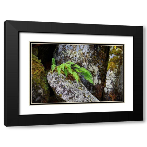 Alaska-Sitka-ferns growing on boulders Black Modern Wood Framed Art Print with Double Matting by PLank, Savanah