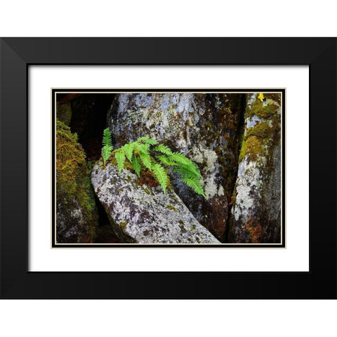 Alaska-Sitka-ferns growing on boulders Black Modern Wood Framed Art Print with Double Matting by PLank, Savanah