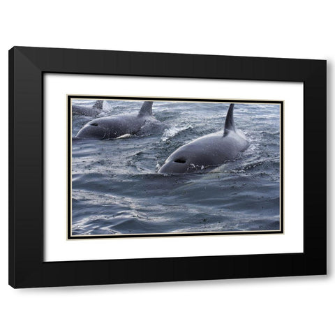 Alaska-Sitka-Sitka Sound killer whales playing in water Black Modern Wood Framed Art Print with Double Matting by PLank, Savanah