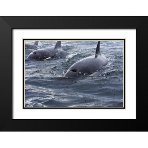 Alaska-Sitka-Sitka Sound killer whales playing in water Black Modern Wood Framed Art Print with Double Matting by PLank, Savanah