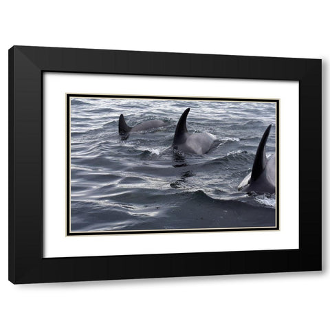 Alaska-Sitka-Sitka Sound killer whales playing in water Black Modern Wood Framed Art Print with Double Matting by PLank, Savanah