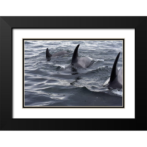 Alaska-Sitka-Sitka Sound killer whales playing in water Black Modern Wood Framed Art Print with Double Matting by PLank, Savanah