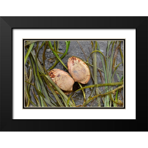 Alaska-Ketchikan-cockle shell on beach Black Modern Wood Framed Art Print with Double Matting by PLank, Savanah