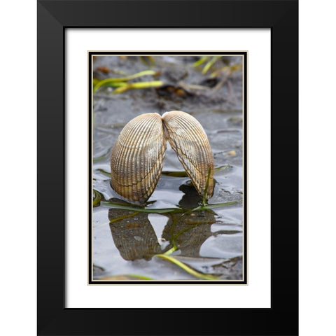 Alaska-Ketchikan-cockle shell on beach Black Modern Wood Framed Art Print with Double Matting by PLank, Savanah