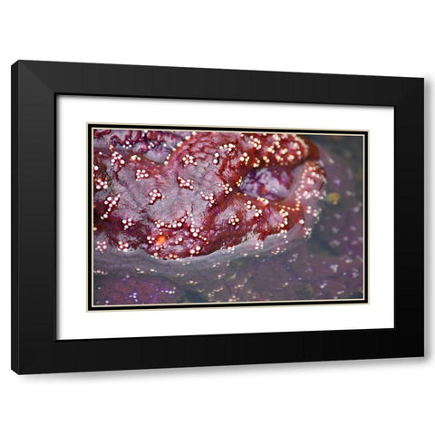 Alaska-Ketchikan-Sea star (Pisaster orchraceus) Black Modern Wood Framed Art Print with Double Matting by PLank, Savanah