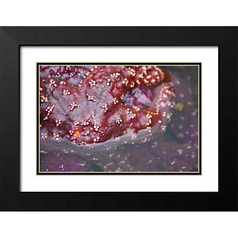 Alaska-Ketchikan-Sea star (Pisaster orchraceus) Black Modern Wood Framed Art Print with Double Matting by PLank, Savanah