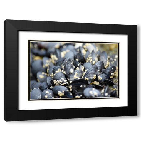 Alaska-Ketchikan-mussels on beach with barnacles Black Modern Wood Framed Art Print with Double Matting by PLank, Savanah