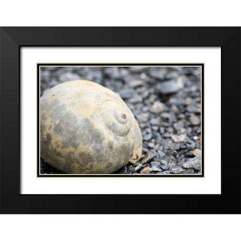Alaska-Ketchikan-moon snail shell on beach Black Modern Wood Framed Art Print with Double Matting by PLank, Savanah