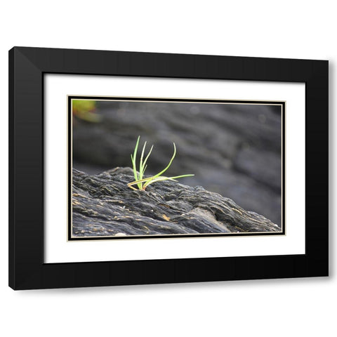 Alaska-Ketchikan-goose tongue (Plantago maritima) growing in shale rock Black Modern Wood Framed Art Print with Double Matting by PLank, Savanah