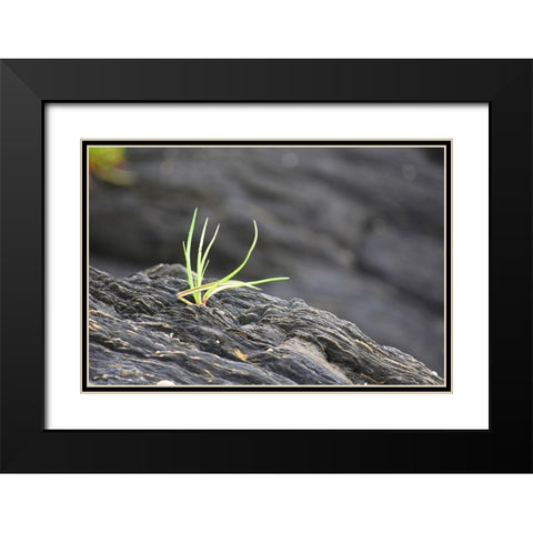 Alaska-Ketchikan-goose tongue (Plantago maritima) growing in shale rock Black Modern Wood Framed Art Print with Double Matting by PLank, Savanah