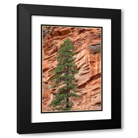 Arizona-Oak Creek Canyon-Coconino National Forest-Evergreen tree and canyon wall Black Modern Wood Framed Art Print with Double Matting by Collins, Ann