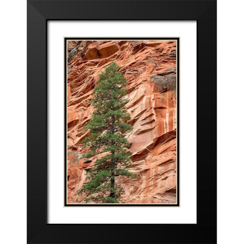 Arizona-Oak Creek Canyon-Coconino National Forest-Evergreen tree and canyon wall Black Modern Wood Framed Art Print with Double Matting by Collins, Ann