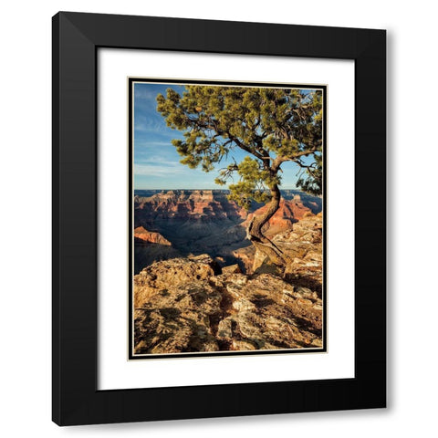 Arizona-Grand Canyon National Park-Pinyon Pine grows cliffside at Hopi Point Black Modern Wood Framed Art Print with Double Matting by Collins, Ann