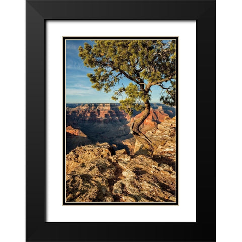 Arizona-Grand Canyon National Park-Pinyon Pine grows cliffside at Hopi Point Black Modern Wood Framed Art Print with Double Matting by Collins, Ann