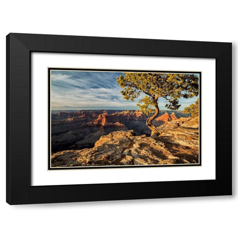 Arizona-Grand Canyon National Park-Pinyon Pine grows cliffside at Hopi Point Black Modern Wood Framed Art Print with Double Matting by Collins, Ann