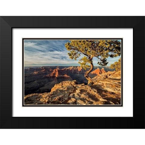 Arizona-Grand Canyon National Park-Pinyon Pine grows cliffside at Hopi Point Black Modern Wood Framed Art Print with Double Matting by Collins, Ann