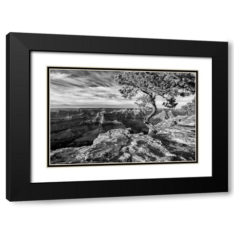 Arizona-Grand Canyon National Park-Pinyon Pine grows cliffside at Hopi Point Black Modern Wood Framed Art Print with Double Matting by Collins, Ann