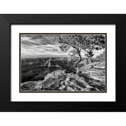 Arizona-Grand Canyon National Park-Pinyon Pine grows cliffside at Hopi Point Black Modern Wood Framed Art Print with Double Matting by Collins, Ann