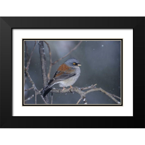 AZ, Madera Canyon Yellow-eyed junco in snowstorm Black Modern Wood Framed Art Print with Double Matting by Welling, Dave
