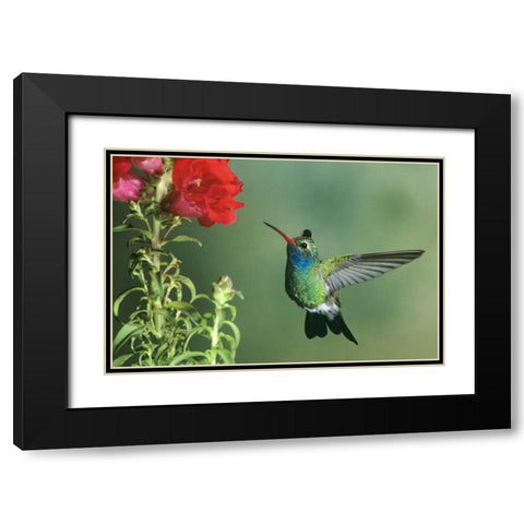 AZ, Broad-billed hummingbird hovering by flower Black Modern Wood Framed Art Print with Double Matting by Welling, Dave