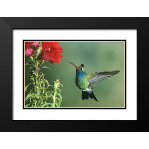 AZ, Broad-billed hummingbird hovering by flower Black Modern Wood Framed Art Print with Double Matting by Welling, Dave